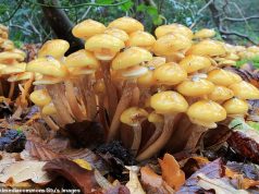 शहद कवक के प्रकोप पर ब्रिटिश बागवानों को तत्काल चेतावनी: गोल्डन मशरूम जो आपके पिछवाड़े पर कहर बरपा सकता है, विशेषज्ञों ने चेतावनी दी है कि 200% की वृद्धि हुई है