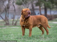 खुलासा: कुत्तों की नस्लों में आक्रामक कैनाइन कैंसर का खतरा सबसे अधिक होता है – सूची में सबसे ऊपर बड़े कुत्तों के साथ