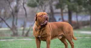 खुलासा: कुत्तों की नस्लों में आक्रामक कैनाइन कैंसर का खतरा सबसे अधिक होता है – सूची में सबसे ऊपर बड़े कुत्तों के साथ