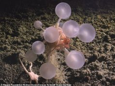 मांसाहारी डेथ बॉल से सावधान रहें: समुद्र के सबसे गहरे हिस्से में रहने वाली एक नई प्रजाति से वैज्ञानिक चकित हैं