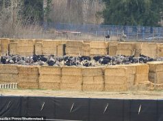 संक्रामक रोग के दावों के बाद 300 ‘स्वस्थ’ शुतुरमुर्गों को फायरिंग दस्ते द्वारा मार दिए जाने से आक्रोश