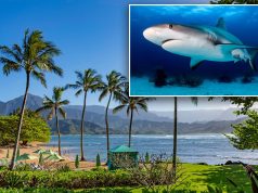 शार्क के हमले से समुद्र तट पर जाने वाले लोग दहशत में हैं क्योंकि लोकप्रिय हवाई द्वीप हाई अलर्ट पर है