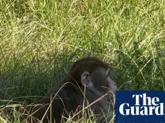 मिसिसिपी की महिला ने बंदर को मारी गोली, पलटे ट्रक से भागा बंदर | मिसिसिपी