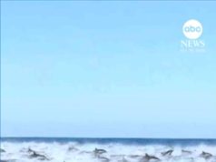 देखें: डॉल्फ़िन का विशाल झुंड नाव के पीछे से गुज़रता है