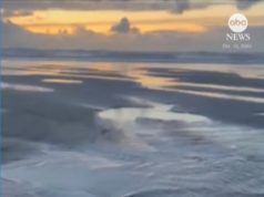 देखें: महिला ने ओरेगॉन समुद्र तट पर बहकर आई शार्क के बच्चे को बचाया