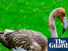 कॉर्नवाल में वन्यजीव अभयारण्य से भागने के बाद लापता राजहंस फ्रैंकी | कॉर्नवाल