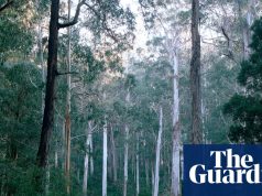 क्या लेबर के पर्यावरण कानून वास्तव में ऑस्ट्रेलिया के जैव विविधता संकट का समाधान करेंगे? चिंतित होने के पाँच कारण | ऑस्ट्रेलियाई राजनीति