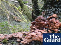 तेज़ गर्मी और नम शरद ऋतु के कारण यूके में विनाशकारी शहद कवक में उछाल आया है | कवक