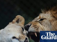 संकटग्रस्त न्यूजीलैंड वन्यजीव पार्क में दो शेरों को मार डाला गया, पांच अन्य का भाग्य अस्पष्ट | न्यूज़ीलैंड