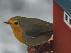 बगीचे की एक गलती रॉबिन्स को डराती है और उन्हें दूर रखती है