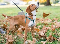 नवंबर में सैर के दौरान सामान्य वस्तुएं कुत्तों को ‘जहर’ दे सकती हैं