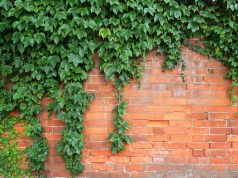 इंग्लिश आइवी ‘दुःस्वप्न’ को सिर्फ एक खंड काटकर हराया जा सकता है