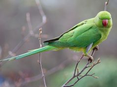 यदि आप 1 फल छोड़ दें तो तोते आपके बगीचे को पसंद करेंगे