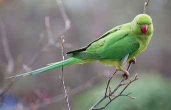 यदि आप 1 फल छोड़ दें तो तोते आपके बगीचे को पसंद करेंगे
