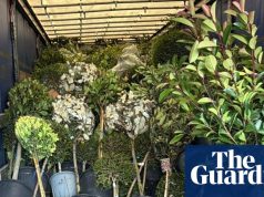 प्लांट आयातकों का कहना है कि केंट में सीमा पर देरी से कीमतें बढ़ सकती हैं और यूरोपीय संघ से डिलीवरी रुक सकती है Brexit