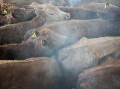 ट्रंप ने अमेरिकी गोमांस की कीमतों को लेकर विदेशी मीटपैकर्स की जांच का आह्वान किया