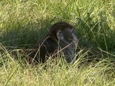 मिसिसिपी की महिला ने अपने बच्चों की सुरक्षा के डर से भागे हुए बंदर को मार डाला