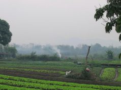 लाओस में ज़िपलाइन करते समय ततैया के झुंड द्वारा 100 से अधिक बार काटे जाने से अमेरिकी पिता और पुत्र की मृत्यु हो गई