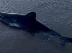 ओरेगन समुद्र तट पर अपने कुत्तों को घुमाने वाली महिला ने फंसे हुए शार्क को बचाया, बचाव का नाटकीय वीडियो बनाया