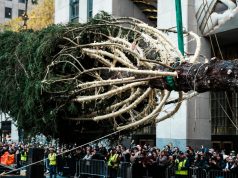 रॉकफेलर सेंटर क्रिसमस ट्री छुट्टियों की शुरुआत के लिए न्यूयॉर्क शहर में आता है