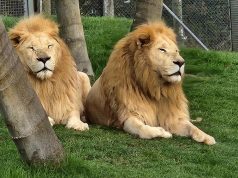 न्यूजीलैंड वन्यजीव पार्क वित्तीय परेशानियों का हवाला देते हुए 7 शेरों को इच्छामृत्यु देगा: “कोई वास्तविक विकल्प नहीं बचा है”