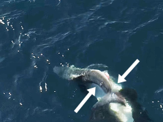 वीडियो में किलर व्हेल को बड़ी सफेद शार्क को पलटते और उनके कलेजे खाते हुए दिखाया गया है