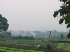 लाओस में ततैया के झुंड के काटने से अमेरिकी व्यक्ति और उसके बेटे की मौत हो गई